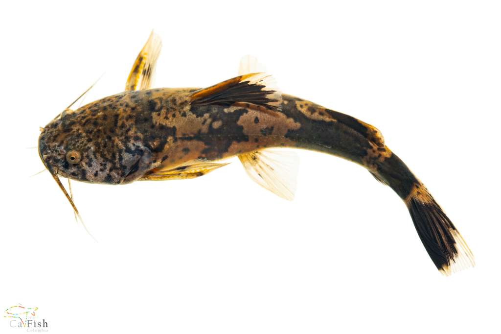 Pseudopimelodus atricaudus, el “cola negra”