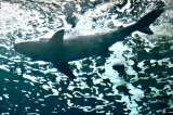 Encuentran en Miami 1.400 aletas de tiburón provenientes de Suramérica