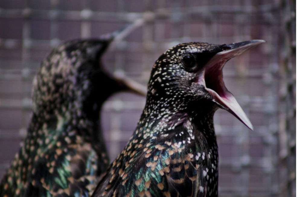 Mudar el plumaje puede ayudar a los pájaros a lidiar con los contaminantes ambientales. / Margaret Whitney.