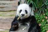 Los pandas también podrían sufrir “jet lag” y esta sería la razón