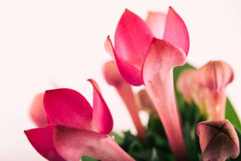 Cactus de Navidad: cuidados y recomendaciones para la planta decembrina