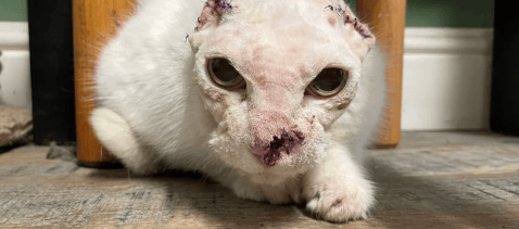 Sin nariz y orejas, pero con ganas de seguir: gata con cáncer busca un hogar