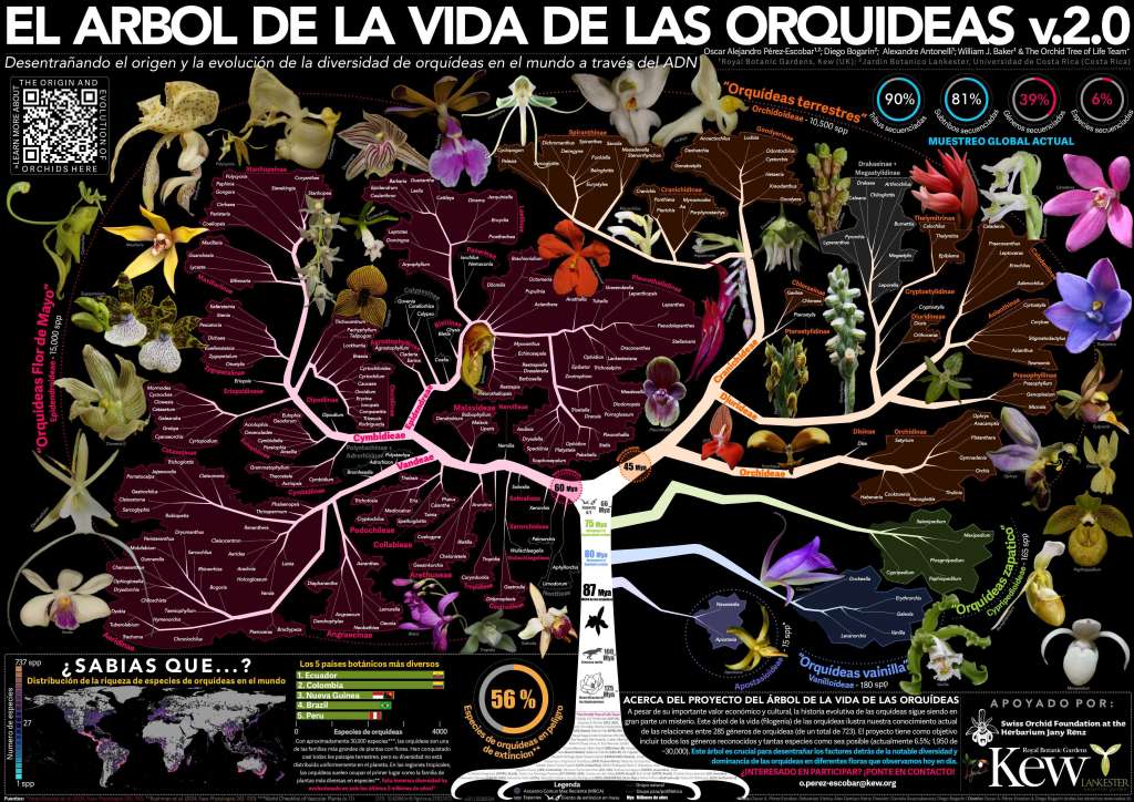 Póster de El árbol de la vida de las oquídeas.