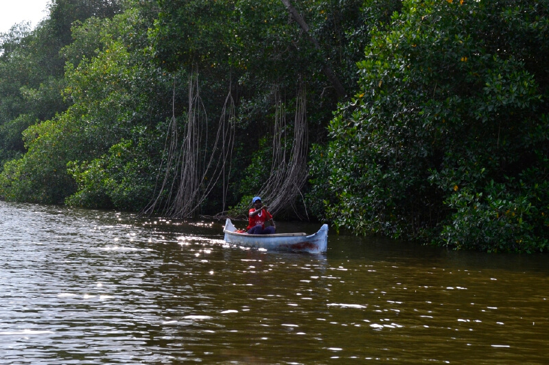 En la Bahía de Cispatá, al sur del Golfo de Morrosquillo, crecen cinco especies de mangles. / María Paula Rubiano - El Espectador