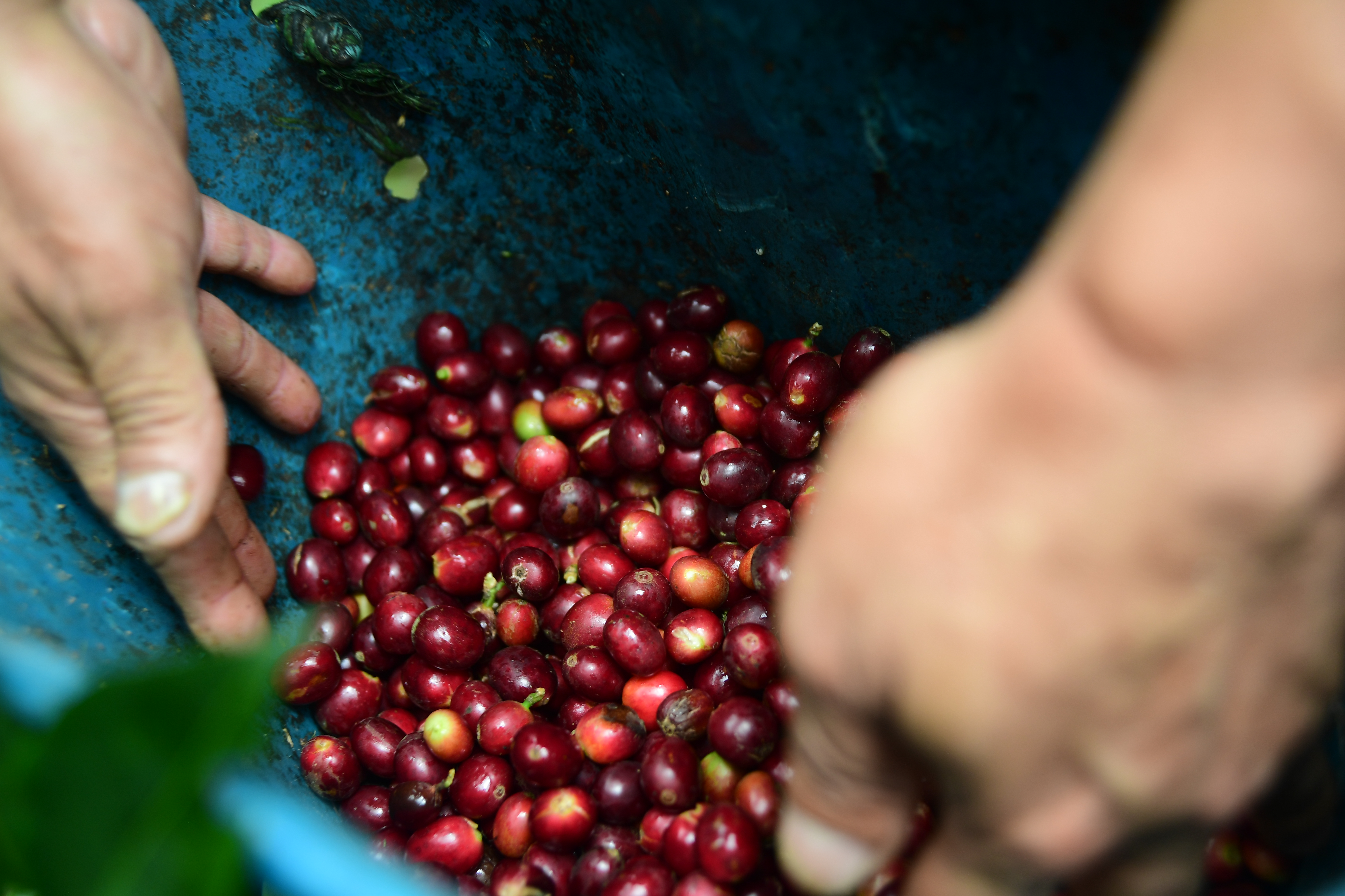 Cultivos y cosechas de café en Briceño Antioquia