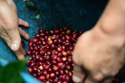 El cambio climático está disparando el precio del café en el mundo