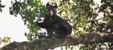 Video: un tierno bebé oso fue grabado jugando en el Parque Nacional Chingaza