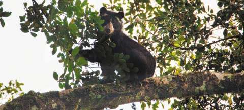 Video: un tierno bebé oso fue grabado jugando en el Parque Nacional Chingaza