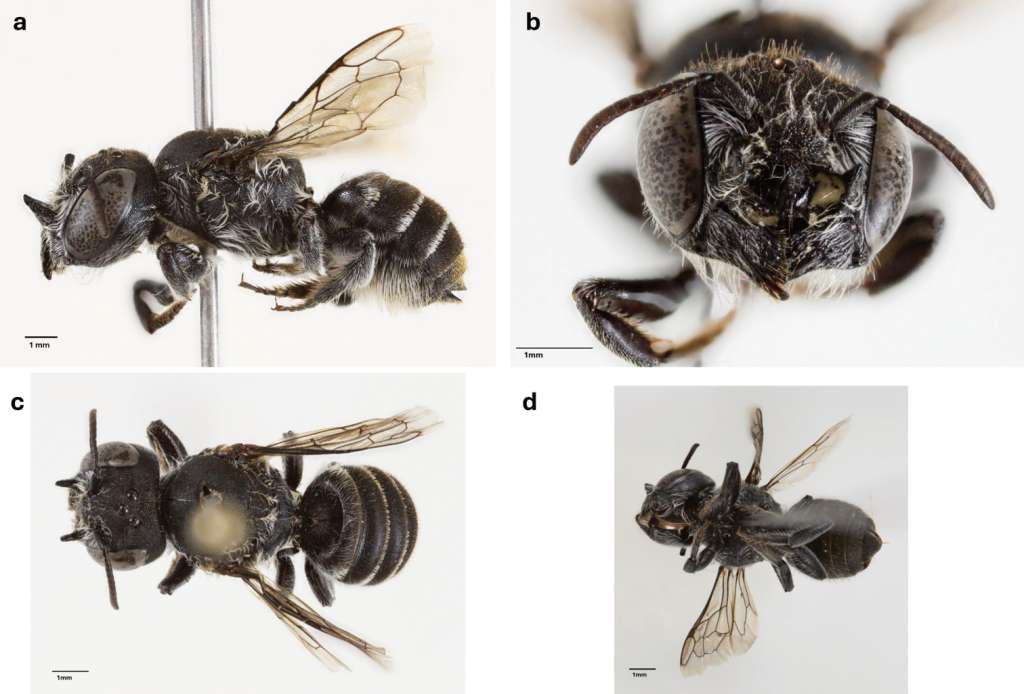 Hembra de la especie Megachile lucifer. Tomada de la investigación en Journal of Hymenoptera Research.
