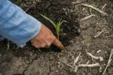 Sequía en Sudáfrica hunde en deudas a los agricultores