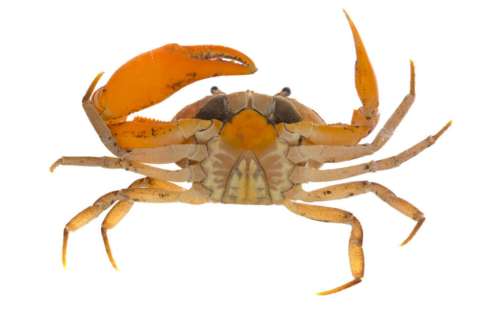 En Santander descubren nueva especie de cangrejo