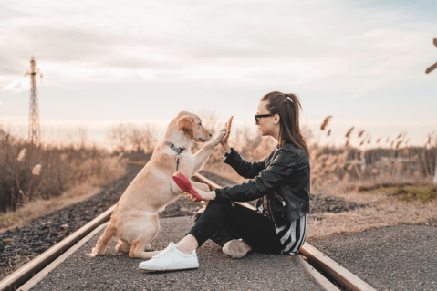 ¿Cómo certificar a mi perro como animal de soporte emocional en Colombia?