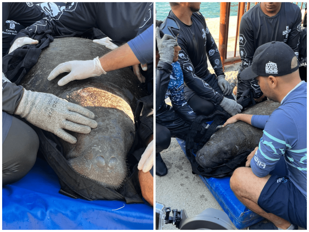 “Ciruelito”, el manatí que sobrevivió y se prepara para volver al mar.