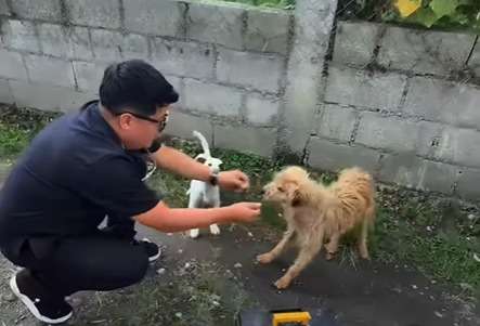 Veterinario recorre las calles para brindar atención a animales sin hogar