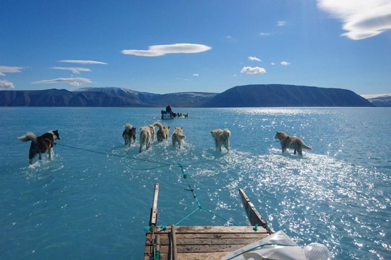 Perros corriendo sobre agua: la imagen que muestra el grave derretimiento de Groenlandia