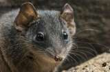 ¿El exceso de sexo mata a algunas especies de marsupiales?
