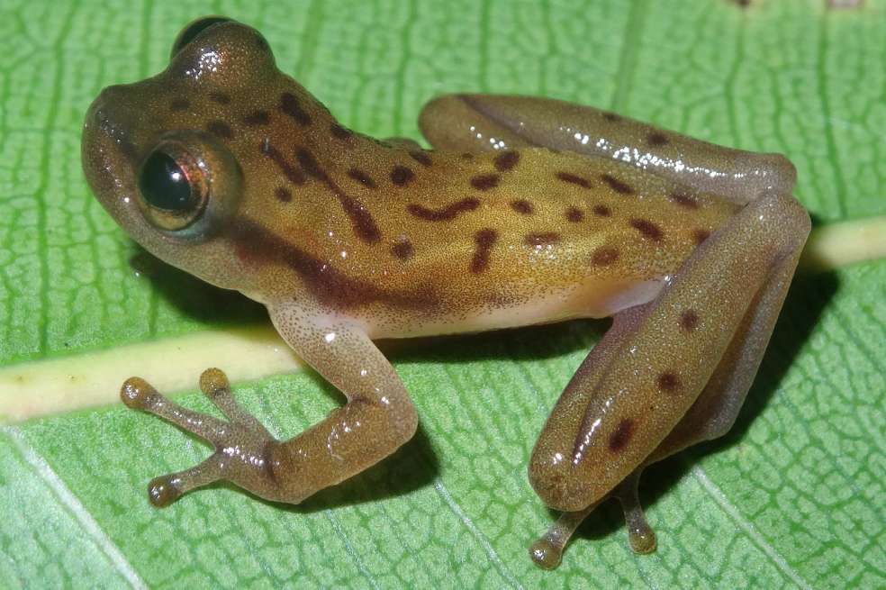 Rana bautizada como Phyllodytes amadoi en un homenaje al fallecido novelista Jorge Amado, uno de los escritores brasileños más conocidos universalmente. / Mirco Solé - Fundación Botario - EFE