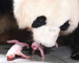 Video: pandas gemelas nacen por primera vez en Corea del Sur
