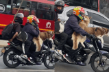 (Video) Graban a motociclista viajando con tres perros grandes a bordo
