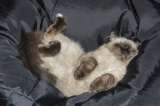 ¿Cómo saber si le gustas a un gato?