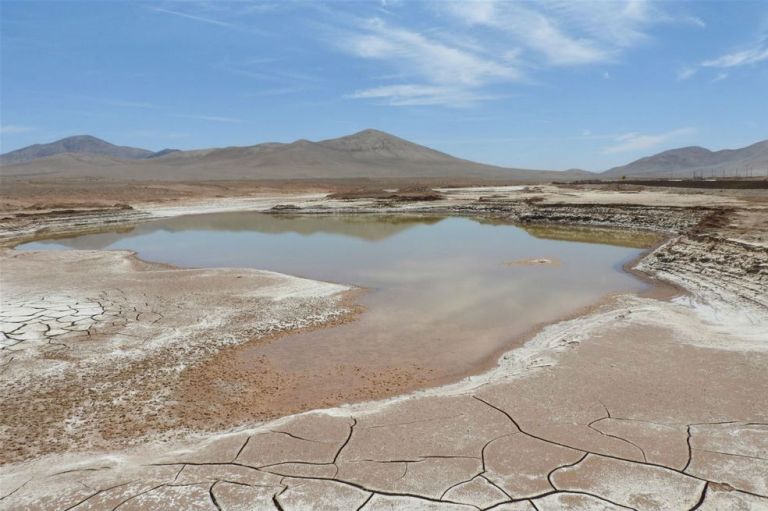Las primeras lluvias en 500 años causan «extinción masiva» en Atacama