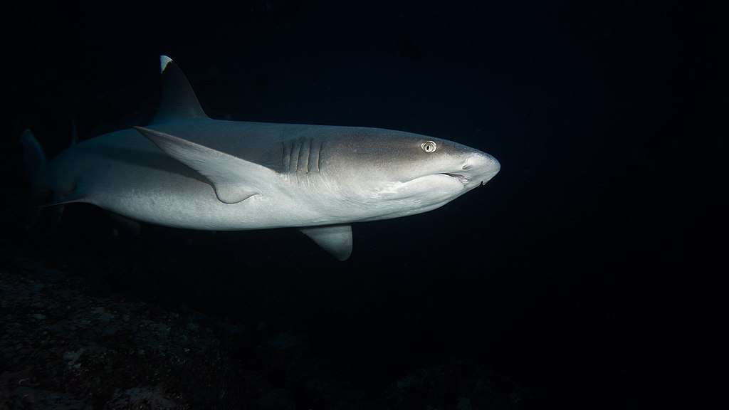 Los tiburones de arrecife son más susceptibles a altos niveles de pesca local.