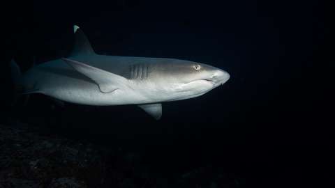 Uno de cada siete tiburones de aguas profundas estaría en riesgo de extinción