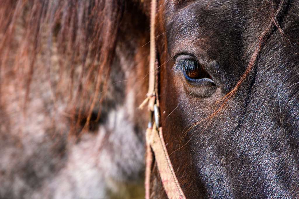 Denuncian que caballo utilizado en cabalgatas se desplomó en Guatapé por intensa ola de calor