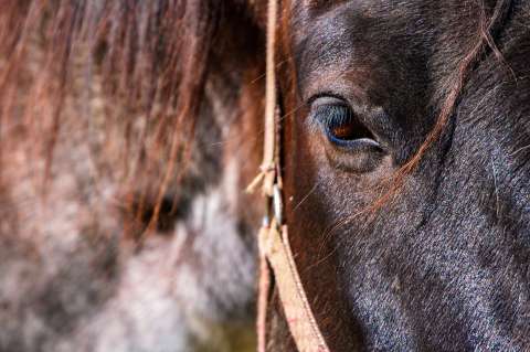 Niña de cuatro años murió tras caer de un caballo en un restaurante campestre en Palmira