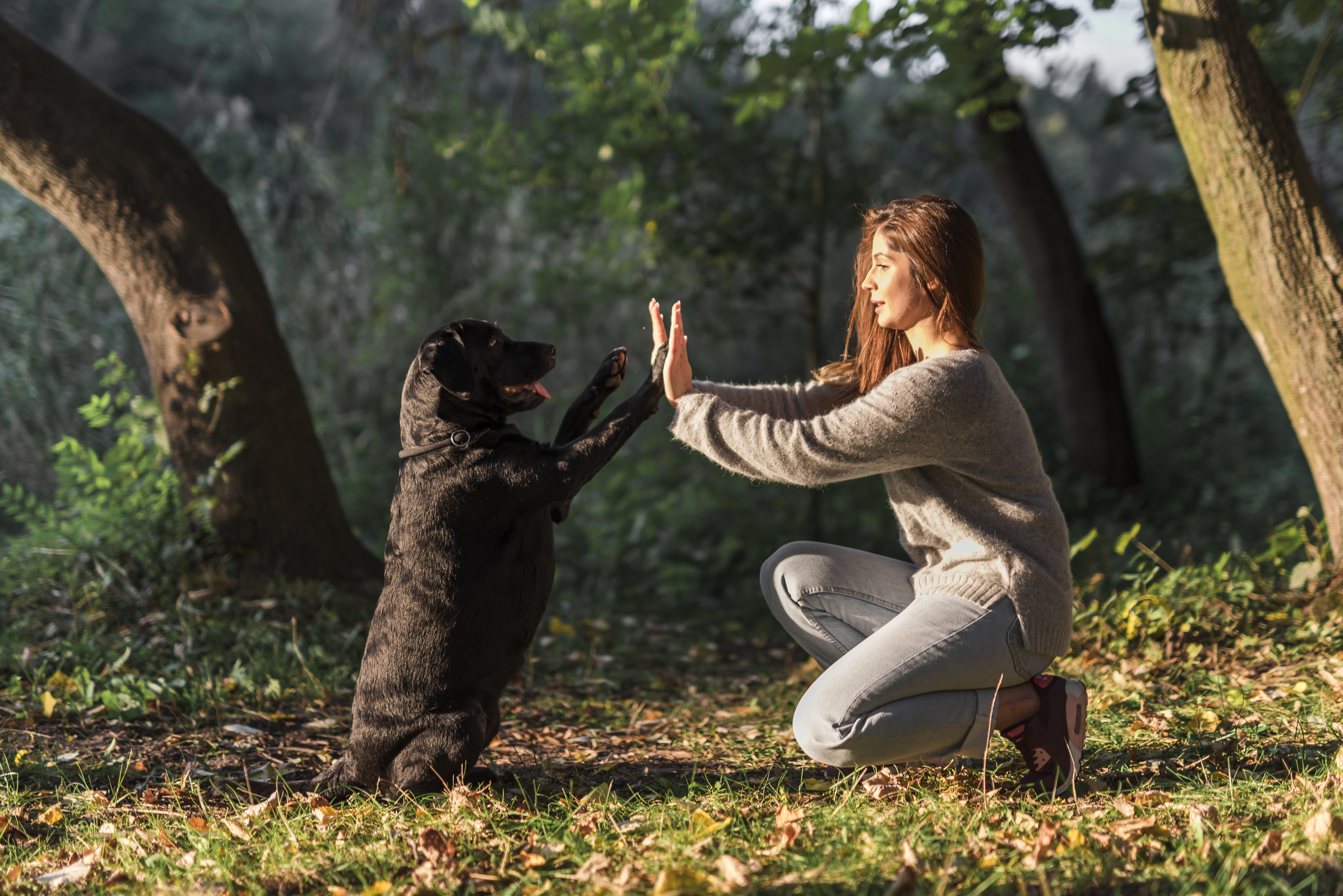 La socialización no solo beneficia la relación de su canino con otros perros. También favorece cómo el animal se enfrenta a los entornos.