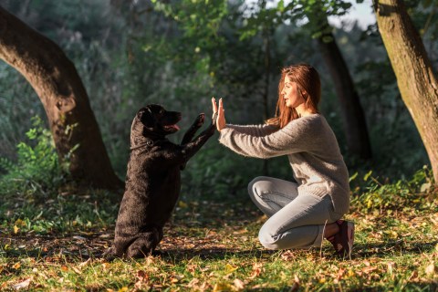 ¿Cuál es la mejor forma de socializar a mi perro?