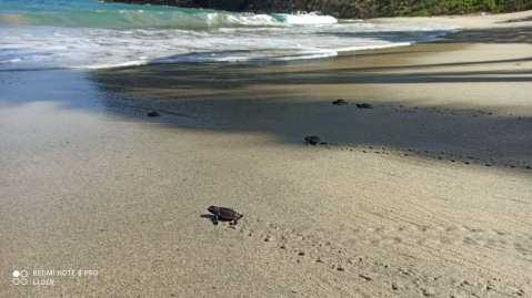 116 tortugas carey nacieron en el Parque Tayrona