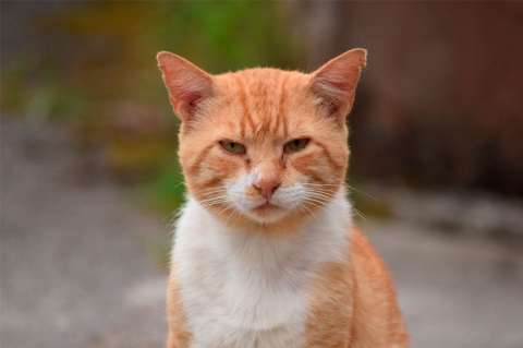 Señales de que su gato necesita hacer más ejercicio