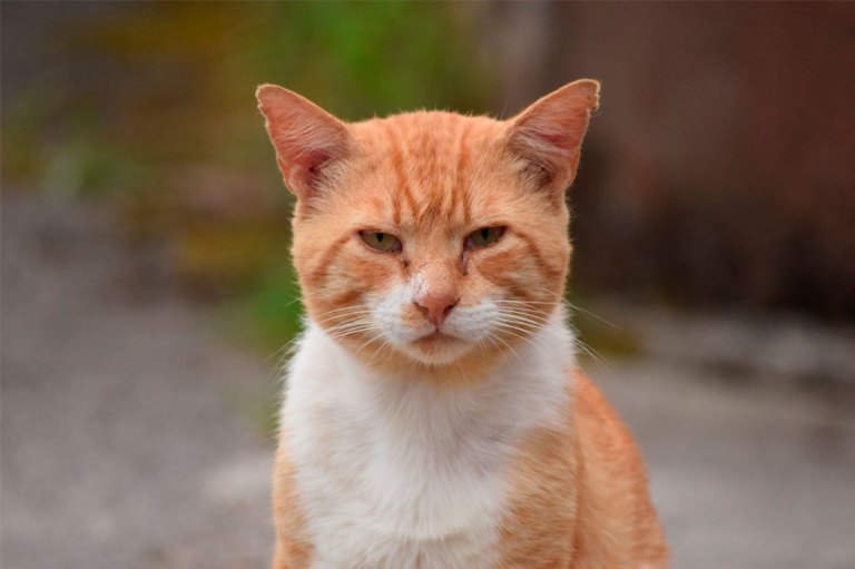 ¡Adorables! en fotos, las diferentes razas de gatos naranjas