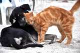 (Video) ¿Los animales son discriminados por motivos de su raza, sexo o edad?