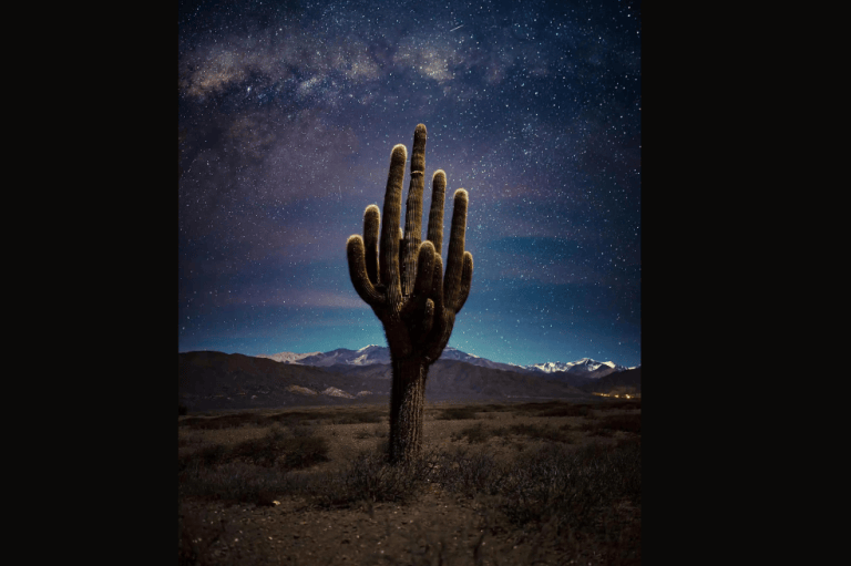 Categoría plantas y hongos:
Jose Pereyra Lucena tomó la imagen a este tipo de cactus, el cual es importante por los habitantes de los pueblos originarios del noroeste argentino.