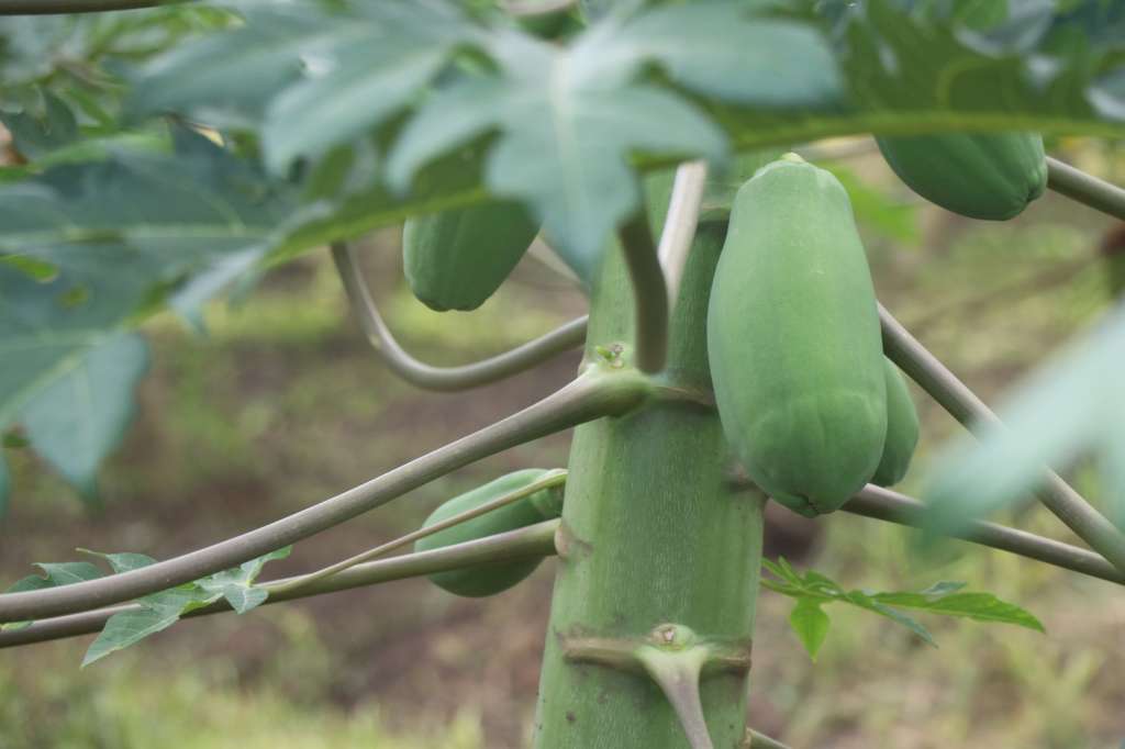 Papaya de Valencia, Sur de Córdoba