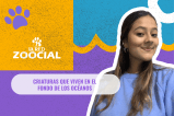 (Video) Cuatro extraños animales que viven en el fondo de los océanos