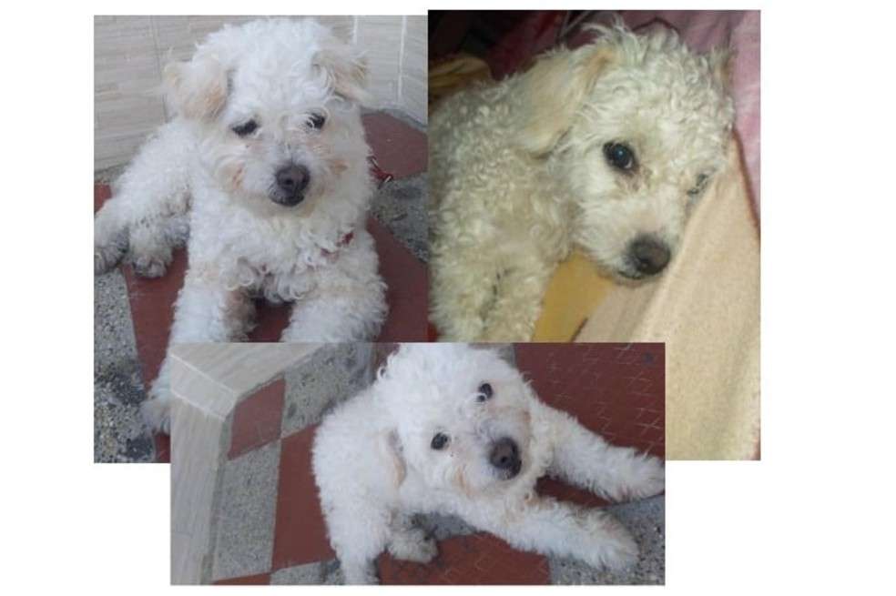 Ella es Bunny, una french poodle de color blanco.