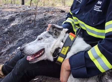 Se jubiló Oso, el perro que rescató más de 100 koalas de incendios forestales