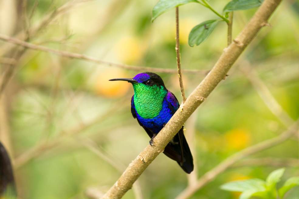 Zafiro coroniazul, ave popular de la Sierra Nevada de Santa Marta.