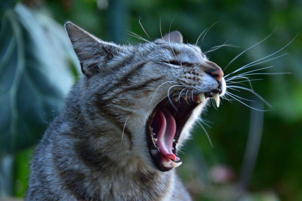 Gatos agresivos