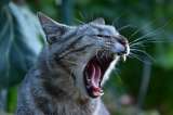 Agresividad en gatos: causas, síntomas y tratamiento