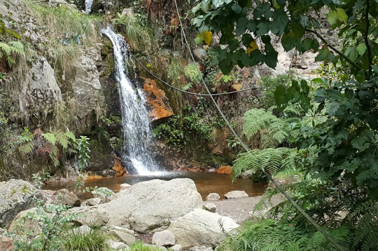 El retamo espinoso, causante de incendios forestales en los cerros de Bogotá