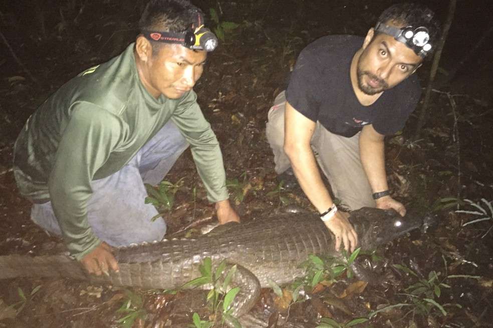 Sergio Balaguera-Reina y Alfredo Vargas-Carapana atrapan, miden y liberan un Caimán Apaporis.Foto: Diego RodriguezAdemás de contribuir significativamente a nuestra comprensión sobre el árbol genético familiar de este grupo de subespecies de caimán, en su investigación Balaguera-Reina también hace un llamado a realizar un análisis poblacional del caimán del Apaporis para entender mejor las presiones de caza sobre el animal y determinar su estado de conservación. Incluso cuando no está en el campo, sigue recolectando datos. Entrenó y contrató a Alfredo Vargas-Carapana, miembro de la tribu Carapana, para hacer observaciones en su lugar.