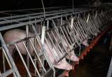 Estados Unidos da luz verde a primer ensayo clínico con hígados de cerdo en humanos