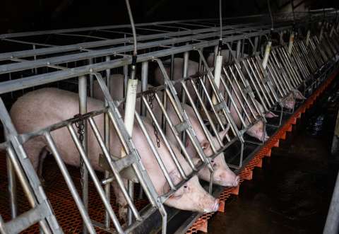 Estados Unidos da luz verde a primer ensayo clínico con hígados de cerdo en humanos