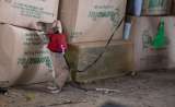 Ratas gigantes africanas podrían ayudar a detectar fauna traficada ilegalmente