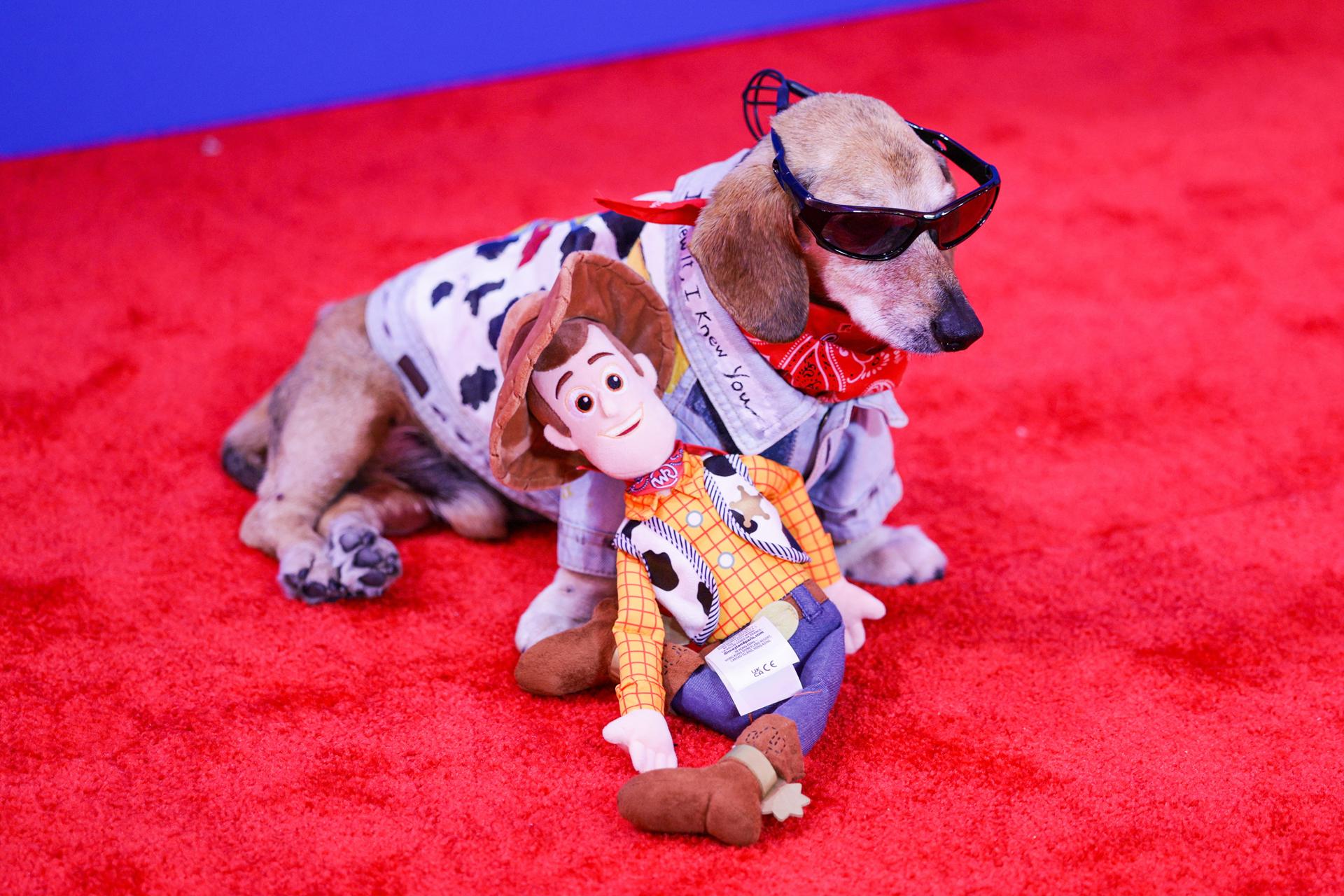 LOS ANGELES (United States), 10/06/2026.- Lucas the Dog arrives on the red carpet for the world premiere of 'Toy Story 5' at the Dolby Theater in Los Angeles, California, USA, 09 June 2026. (Cine) EFE/EPA/CHRIS TORRES