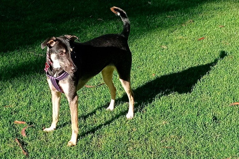 Hana, la perrita criolla que se perdió en la estación Olaya en Bogotá